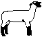 show sheep